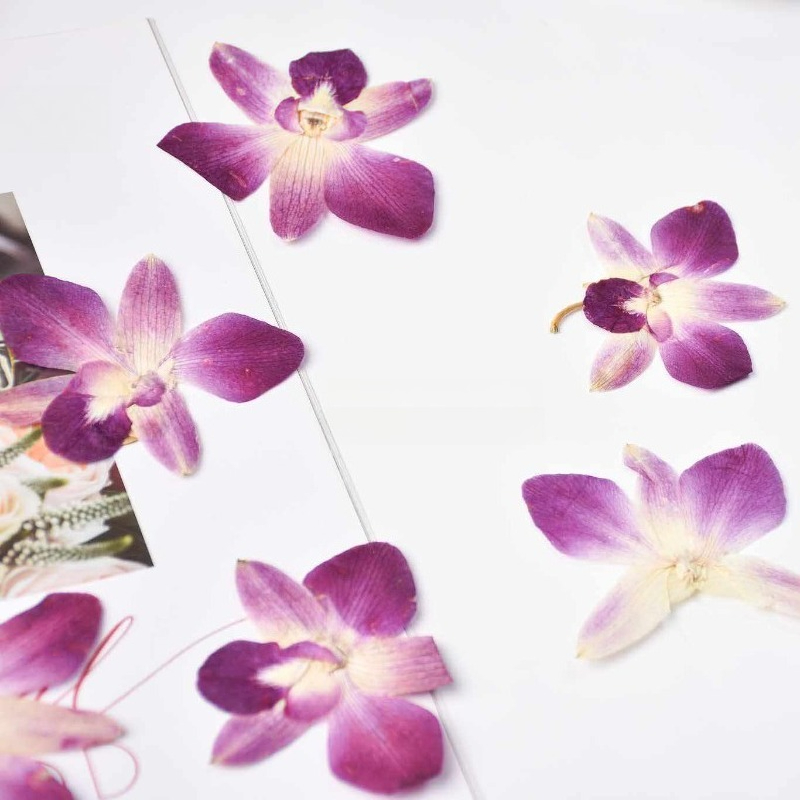 4pcs,Real Pressed Butterfly Or - đánh giá và giá Resin Craft Ideas