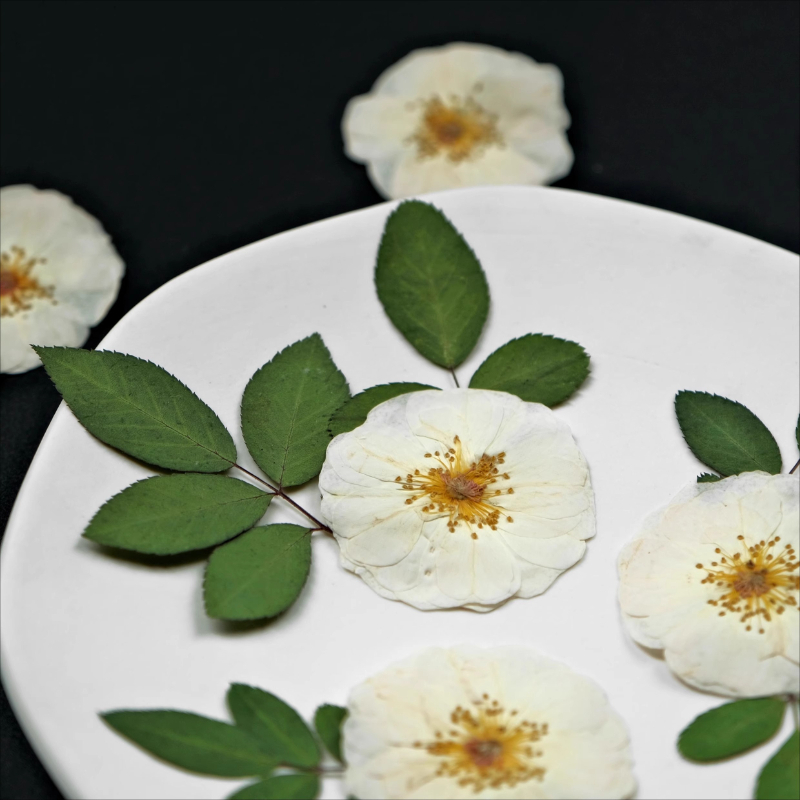 6pcs,9pcs,Nature White Rose Pr - đánh giá và giá Resin Craft Ideas