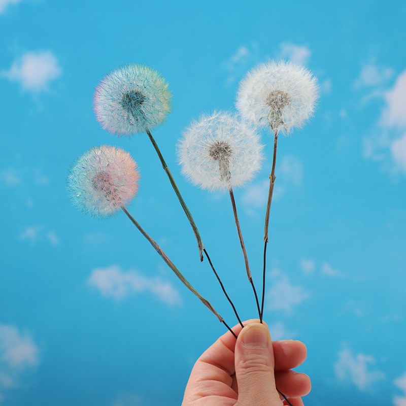 Preserved Dandelion DIY Epoxy  - đánh giá và giá Resin Crafts Diy